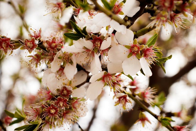 Almond Blossoms